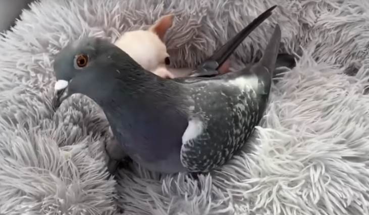  Ljubavna priča čivave i goluba 