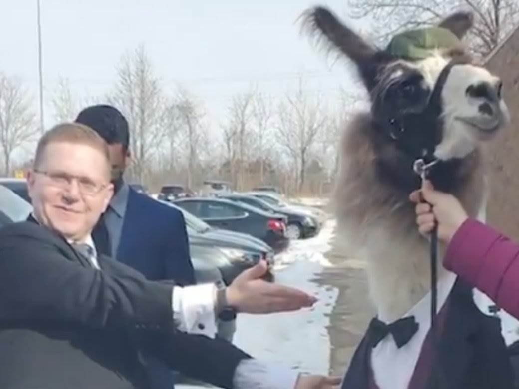  Lama na svadbi VIDEO 