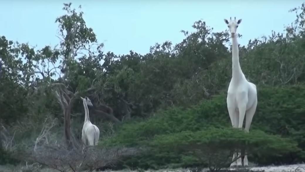  Ubijena jedina bela kenijska žirafa i njeno mladunče 