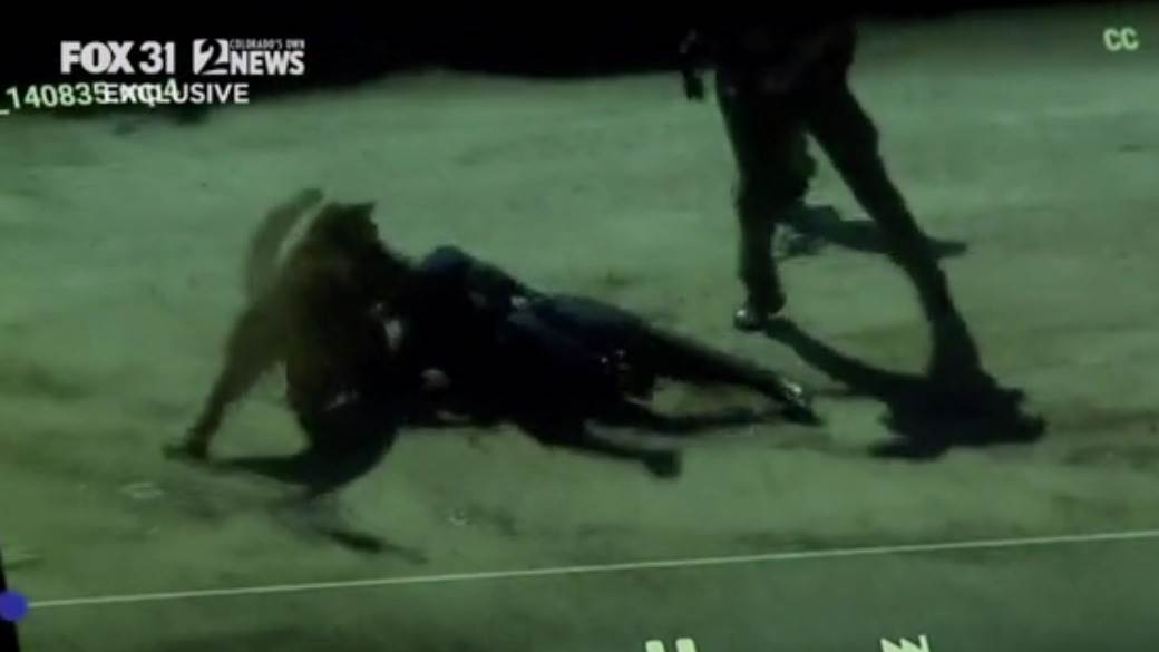  Lav napao policajku - borila se golim rukama 