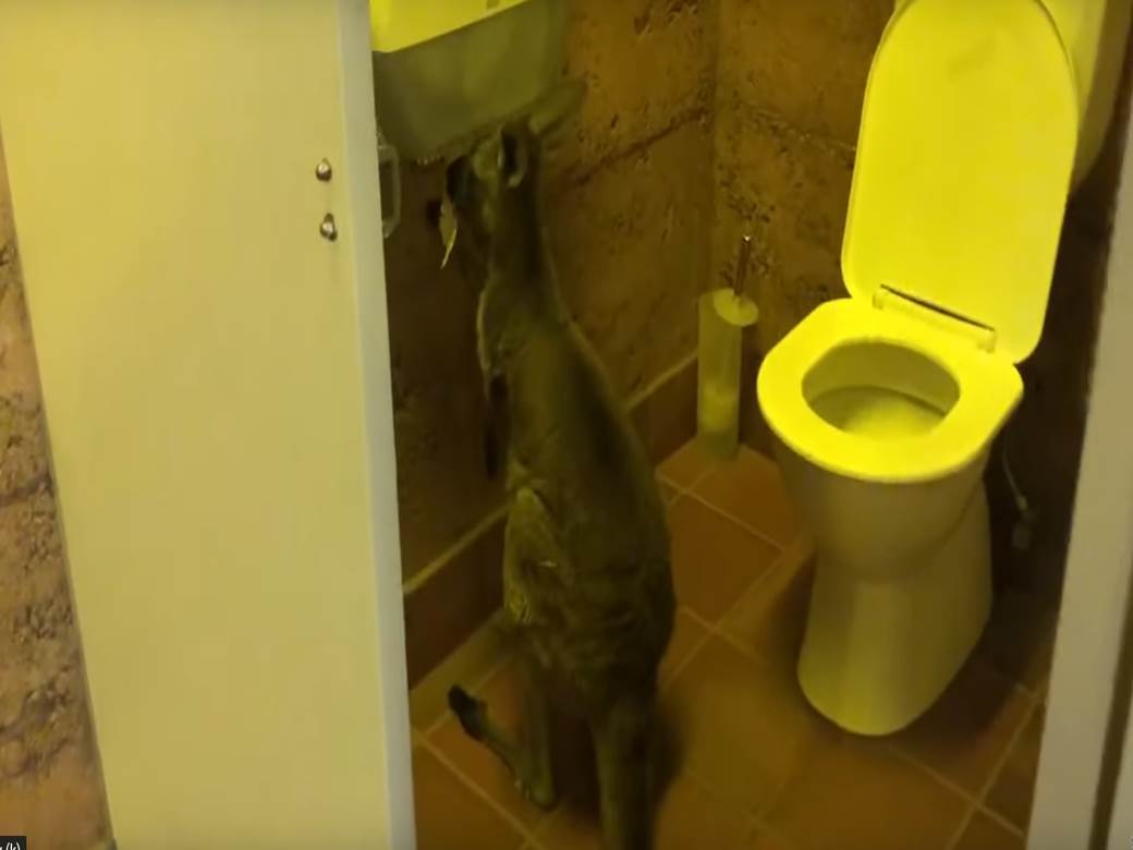  Australija-Kengur-korona virus-krađa toalet papira 