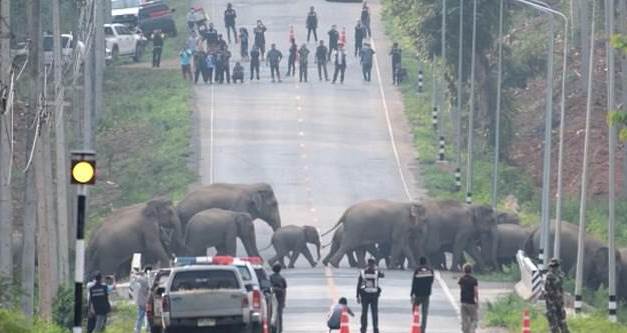  Slonovi prelaze ulicu u Tajlandu 