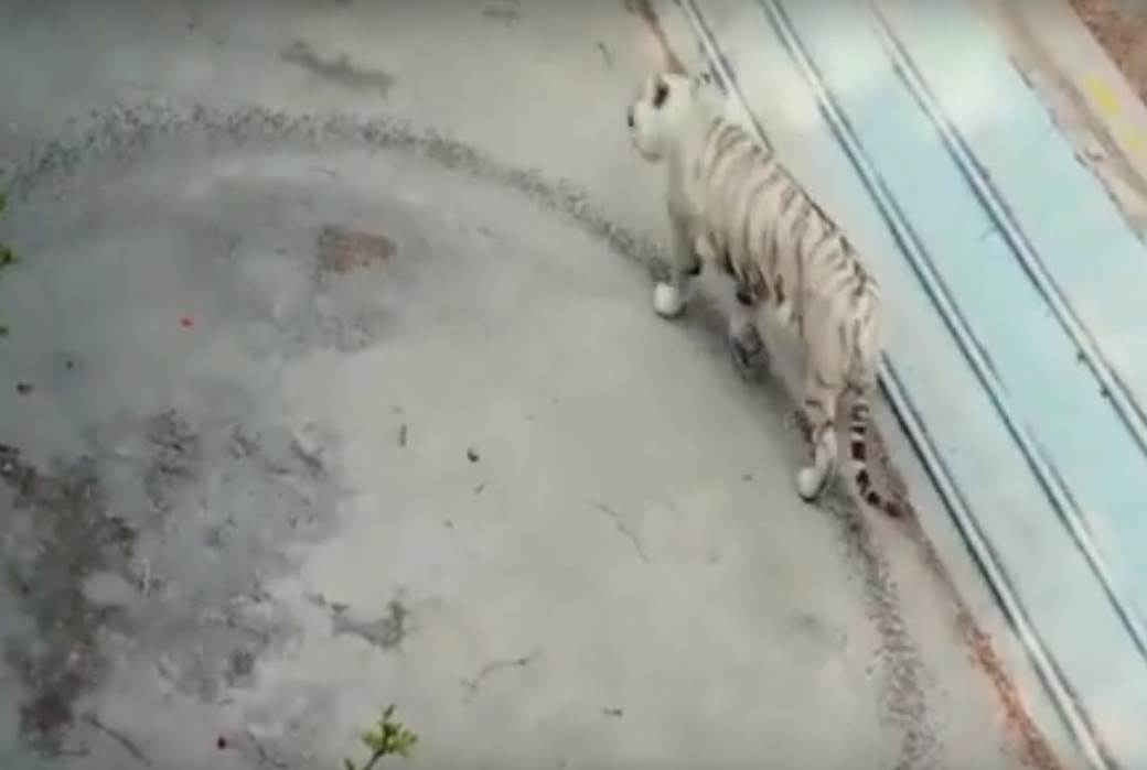  Tigar u zoo vrtu u Pekingu ide u krug snimak 