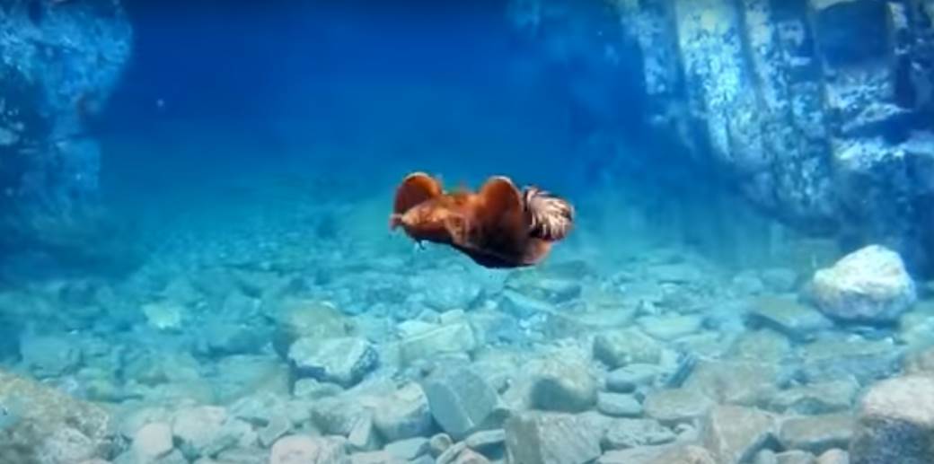  Morski zekani viđeni u moru u Hrvatskoj 