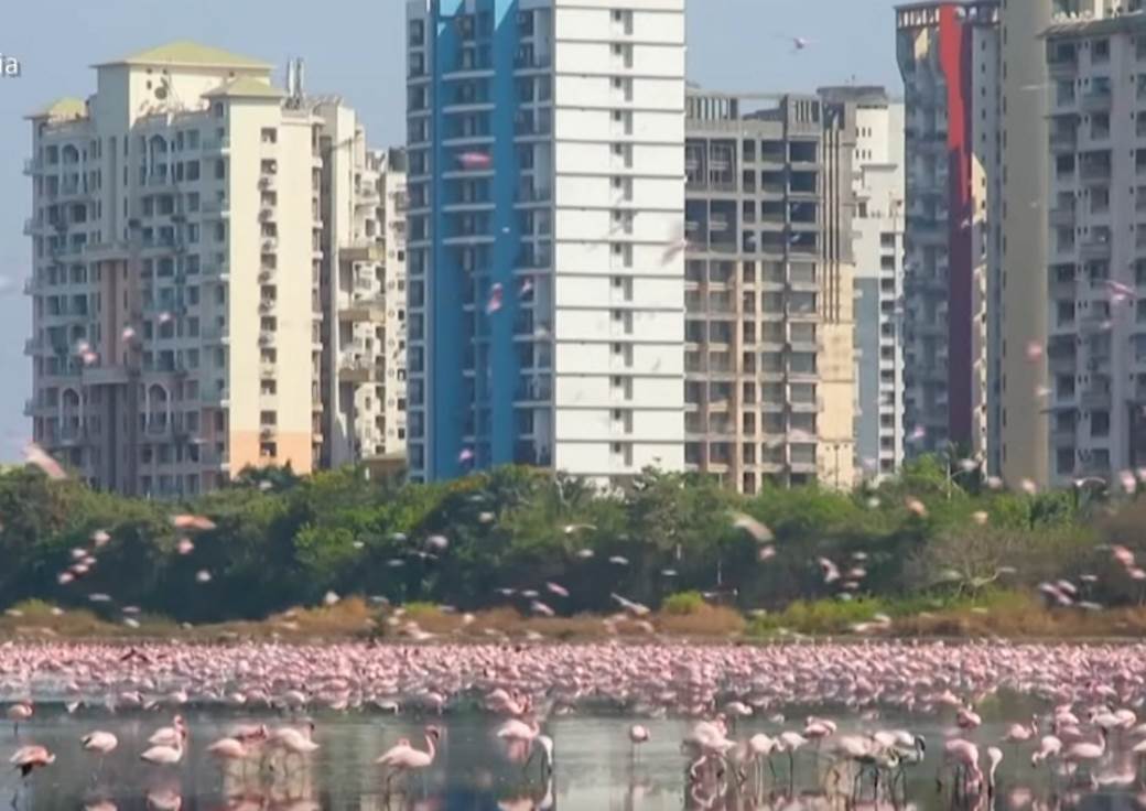  Indija korona virus flamingosi u Mumbaju 
