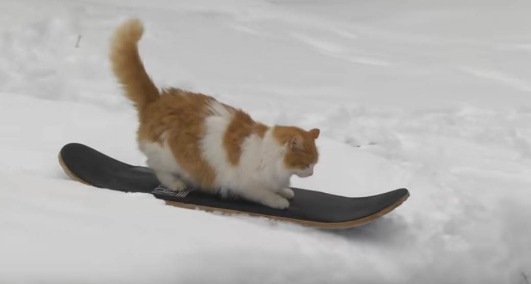  Mačak borduje po snegu 