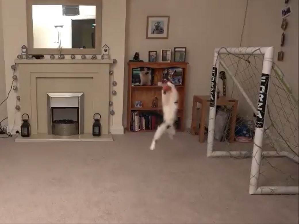  Mačak golman VIDEO: Mačka koja brani svaki šut na gol 