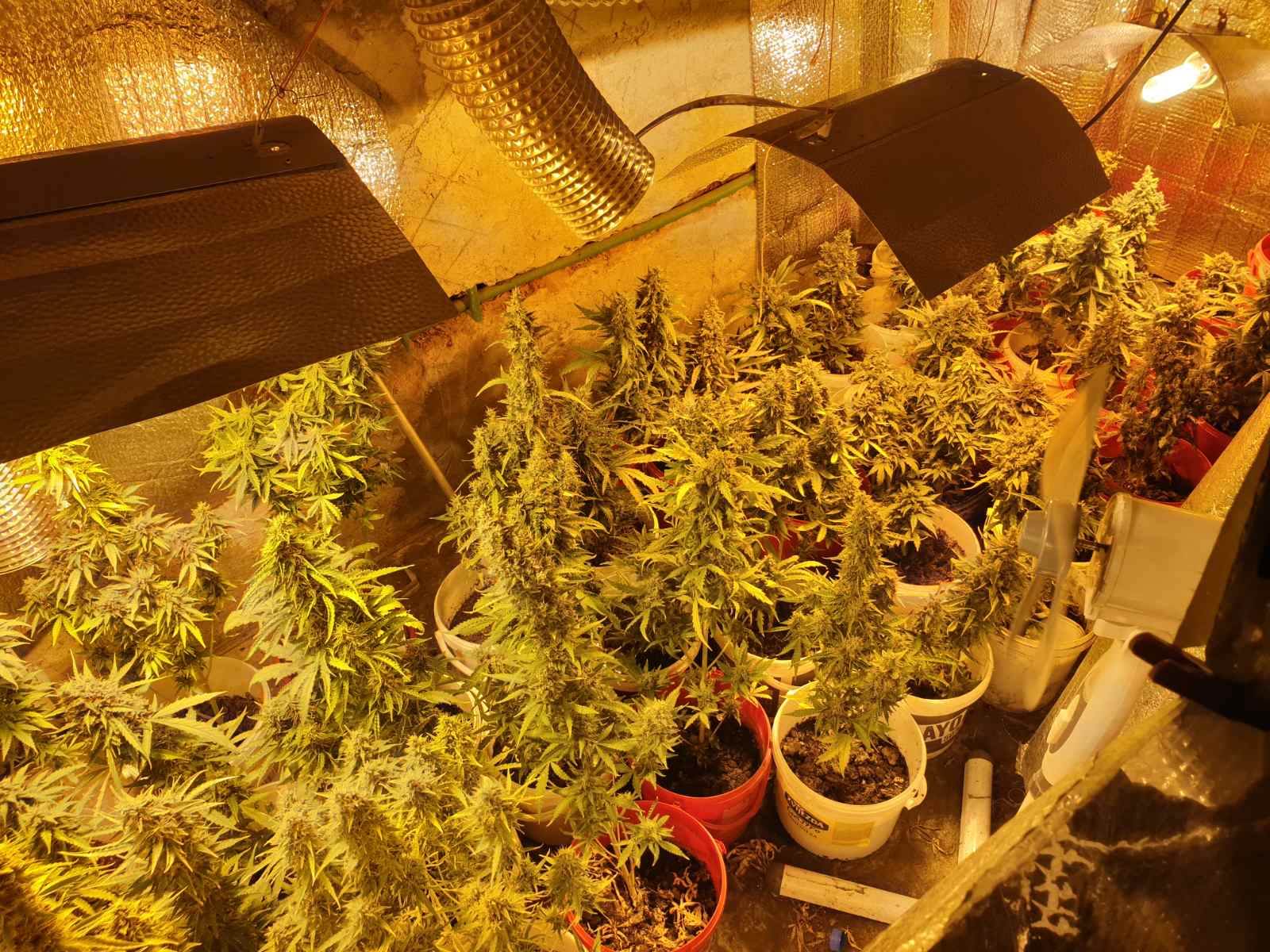  EX - YU - Banjaluka - pronađena improvizovana laboratorija za uzgoj marihuane 