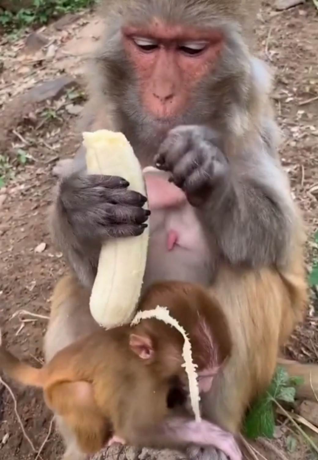  Majmun ljušti bananu TikTok 