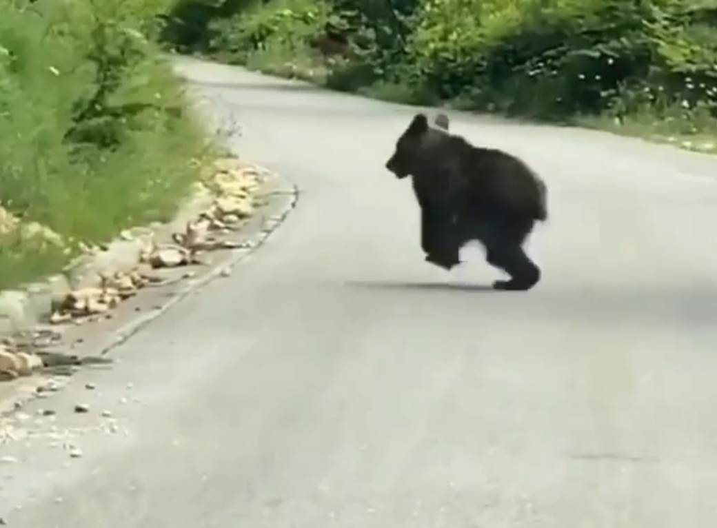  Medvedi na Tari snimak 