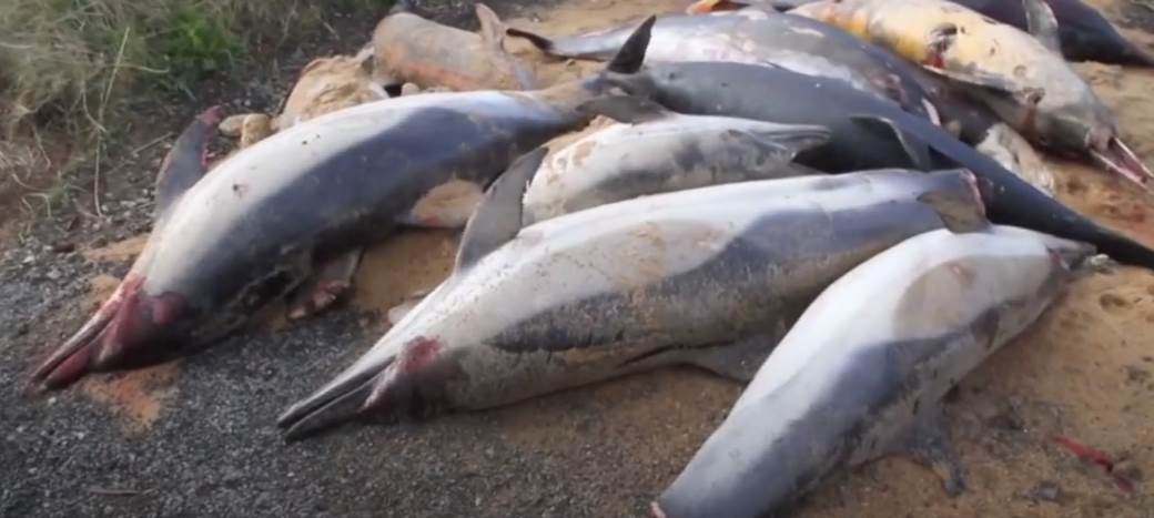  Svet - Francuska -Ogroman broj uginulih delfina na obalama Francuske,  