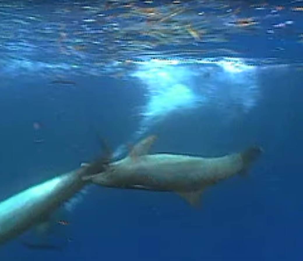  Delfini fosil delfina ubice kostur pronađen 