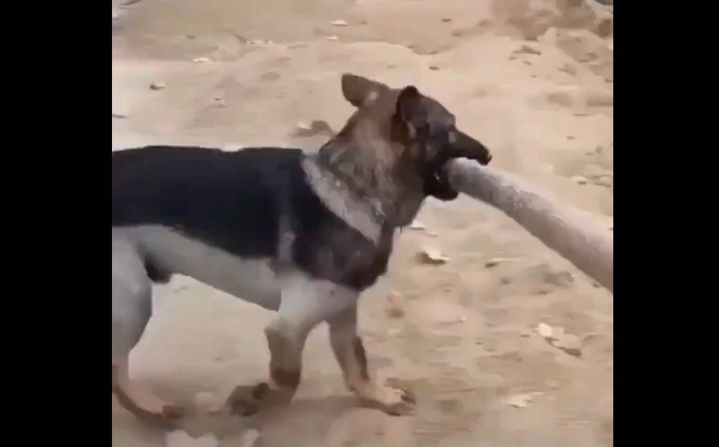  Pas pomaže slepom čoveku - sklanja granu s puta - snimak 