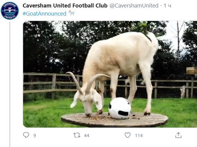  Engleski fudbalski klub kupio jarca pomoć navijača organizacija na tviteru 