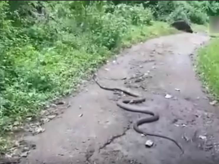  kobra indija selidba spasavanje foto video 