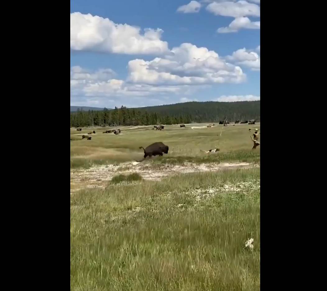  SAD bizon napao ženu spasila se pravila se mrtva video 