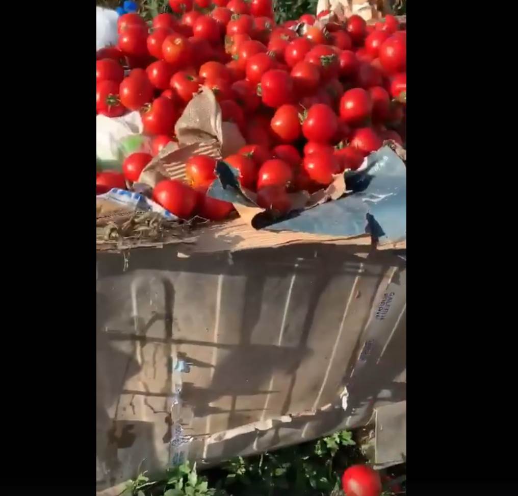  Srbija paradajz u đubretu poljoprivreda otkupna cena 