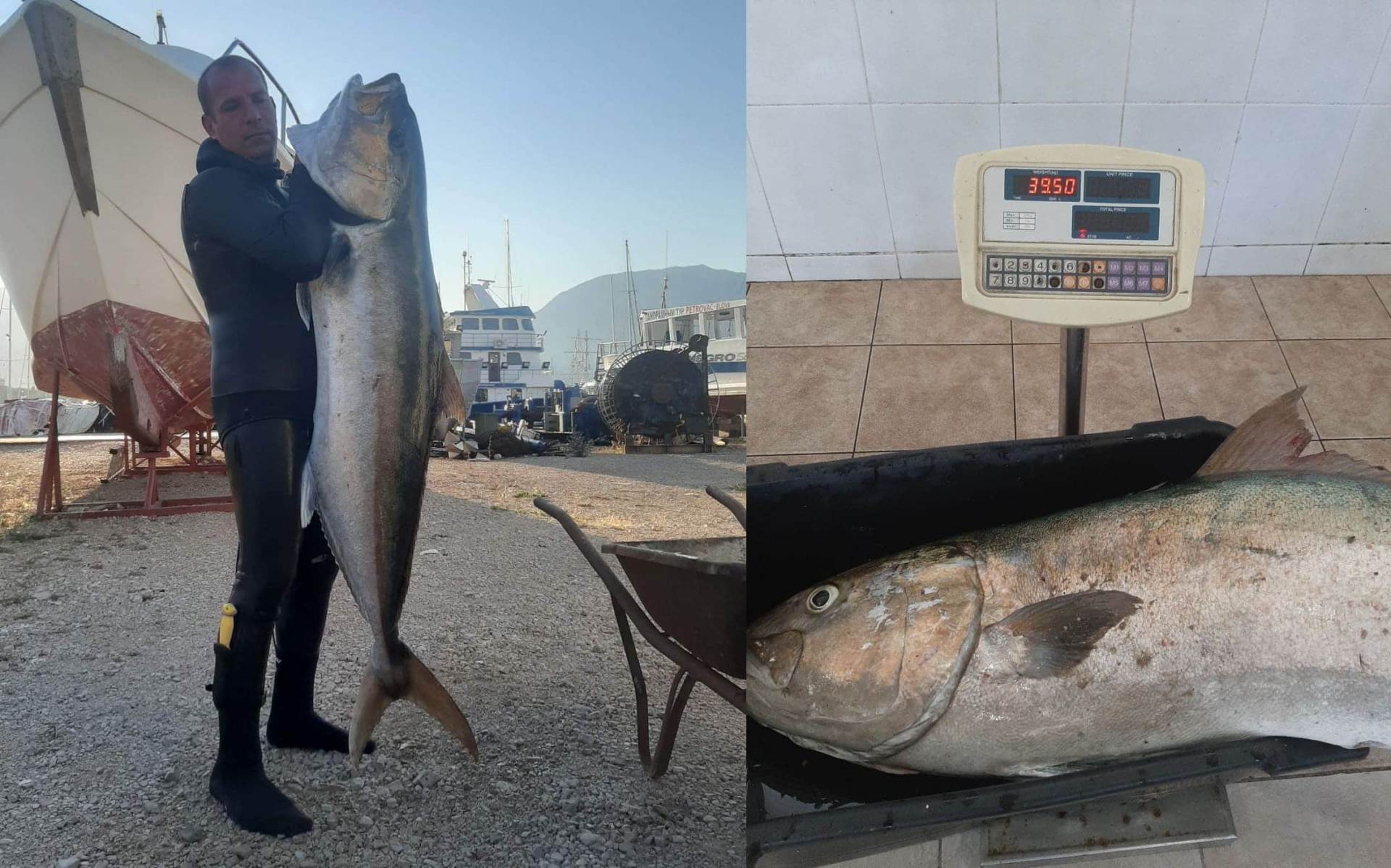  Ribolov - pecanje - ronilac iz Bara ulovio gofa od 40 kg 