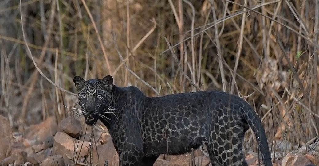  Crni leopard snimljen 