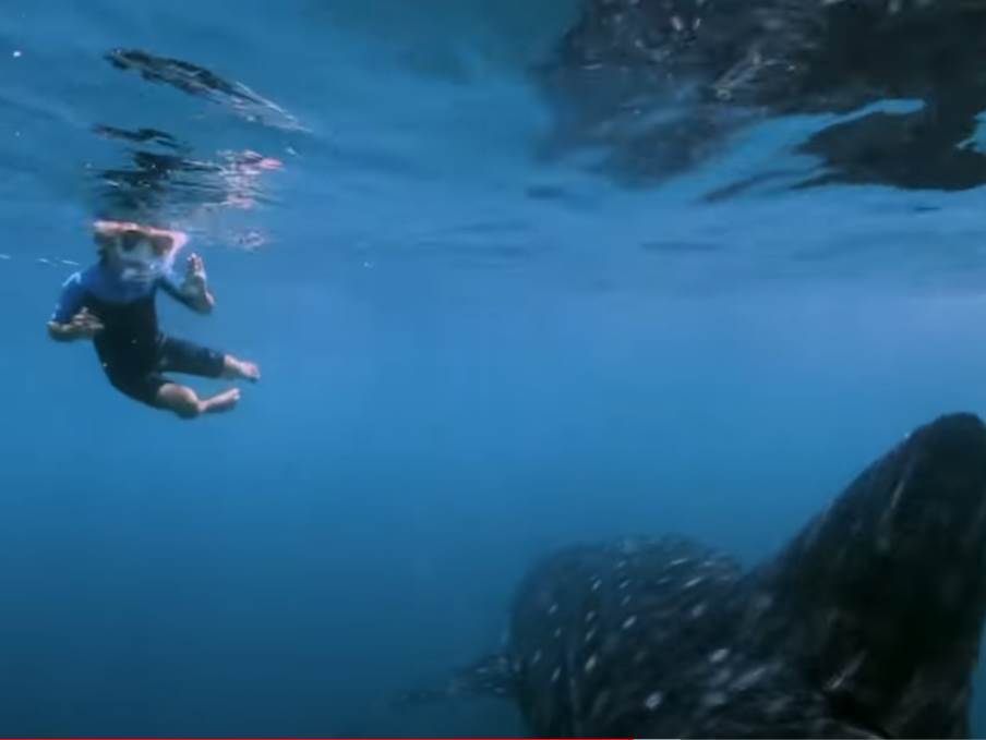  australija plivanje ronjenje s ajkulom najveća ajkula video  