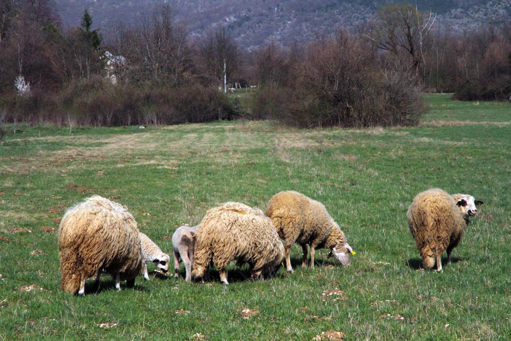  Beograd krađa ovce lopovi 