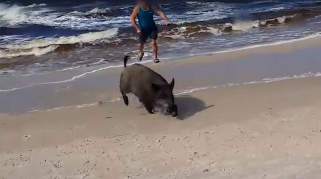  Nemačka plaža divlja svinja more  kupači napad video 