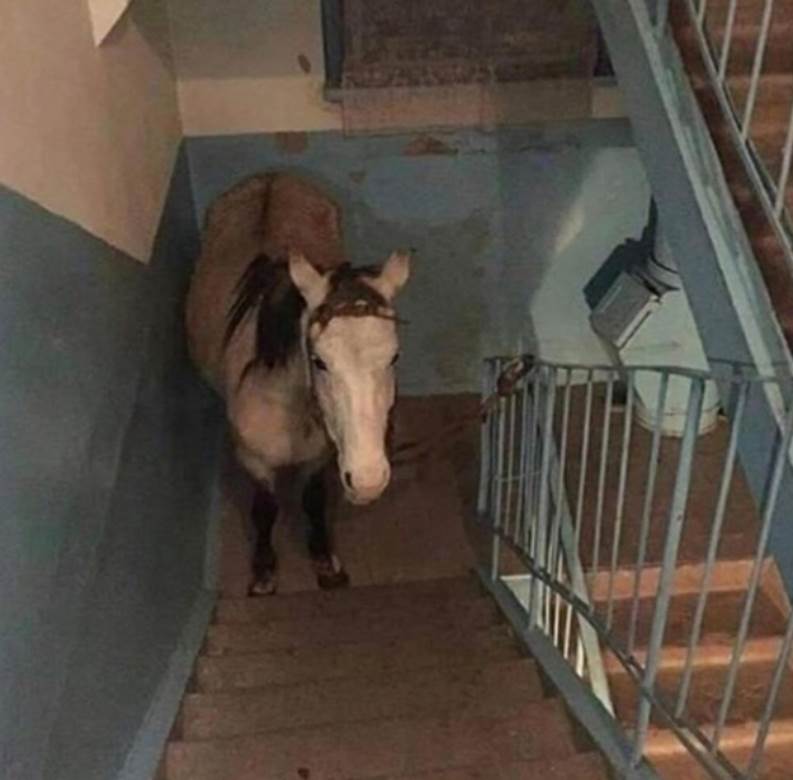  Svilajnac ulaz konj u ulazu 