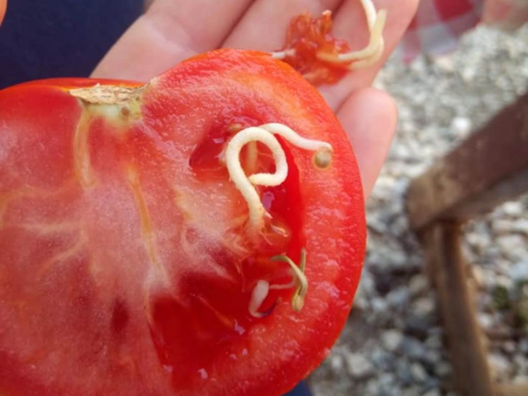  Foografija paradajiza o kojoj svi pričaju neobično 