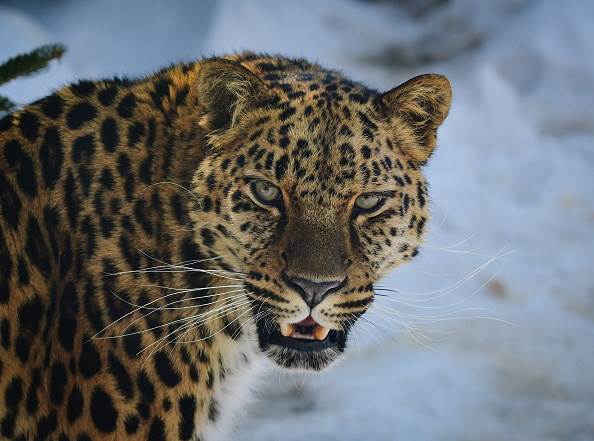  Leopard ubio ženku piton pojeo majmuna u Palićkom zoo vrtu 