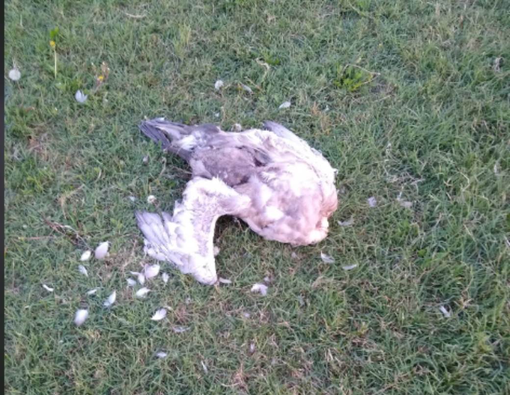  Banatski Brestovac ubijena ptica labud foto 