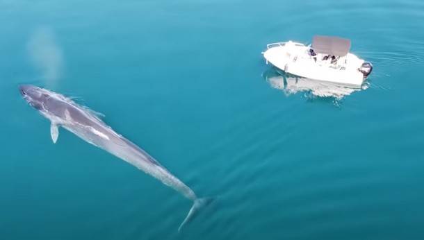  Jadransko-more-kit- najmanje dva kita na Jadranu - istraživanje - VIDEO  