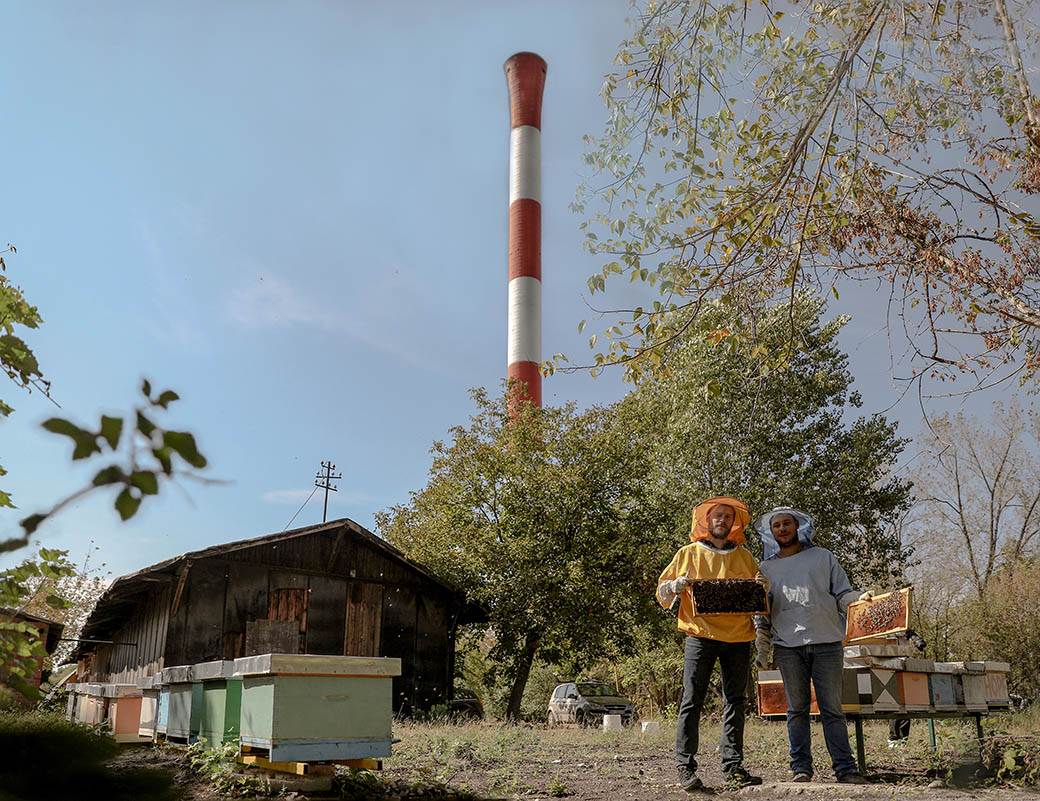  Pčelarstvo pčele u Beogradu med košnice na Dorćolu 