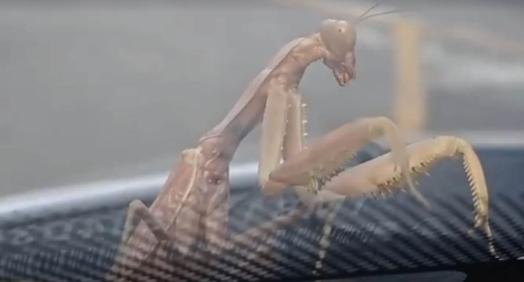  čudovište beograd automobil šoferšajbna insekt bogomoljka 