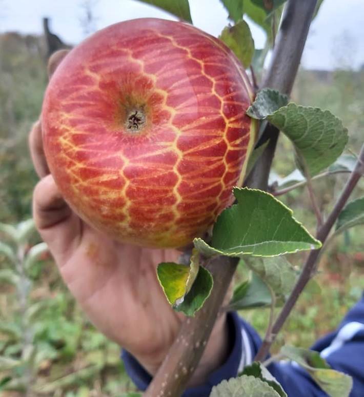  neobicna jabuka rodila kod topole vocnjak poljoprivreda sare razlog zdravo 
