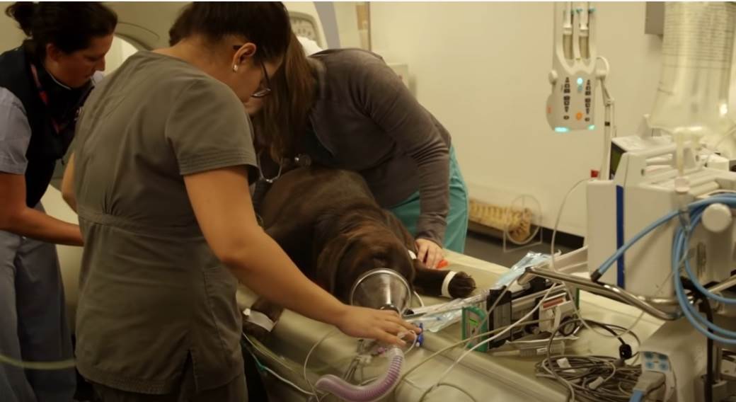  veterinari otkivaju lek za kovid zivotinje lece ivakcinisu od korone i upale pluca 
