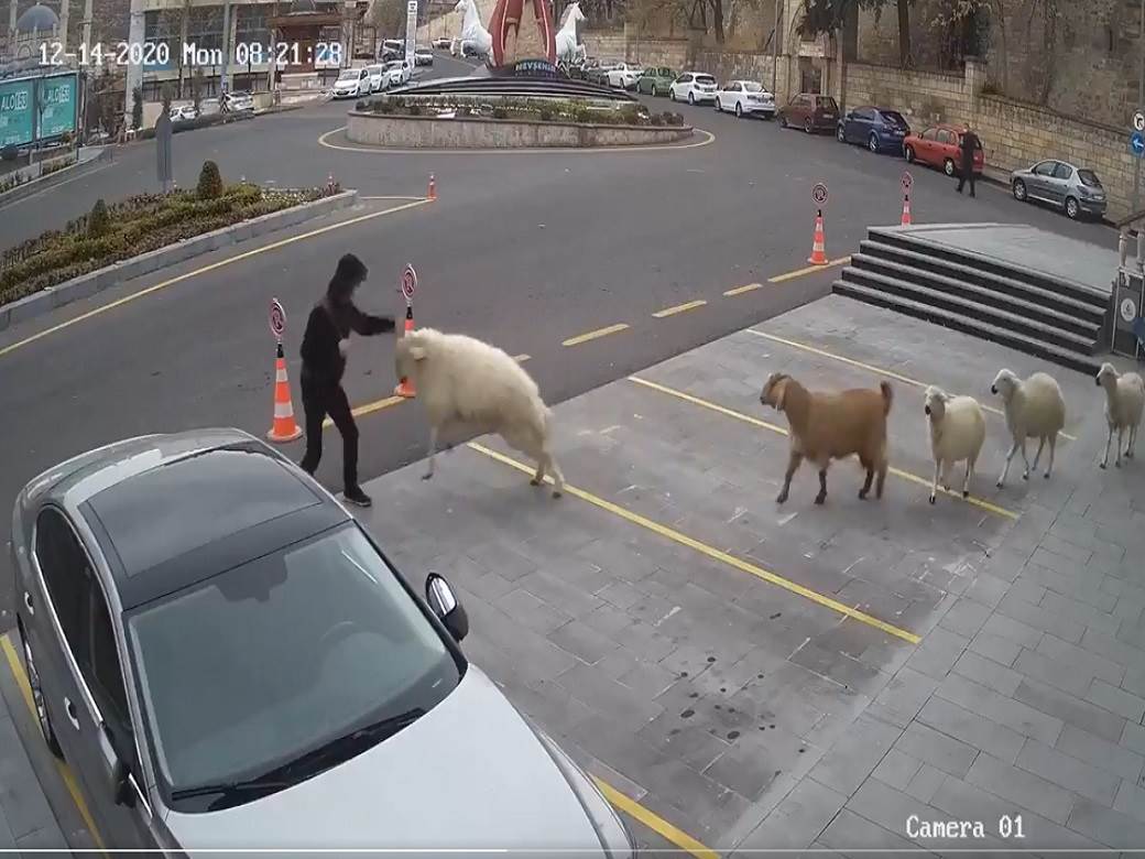  zivotinje napad prolaznici centar grada ovce koza video 