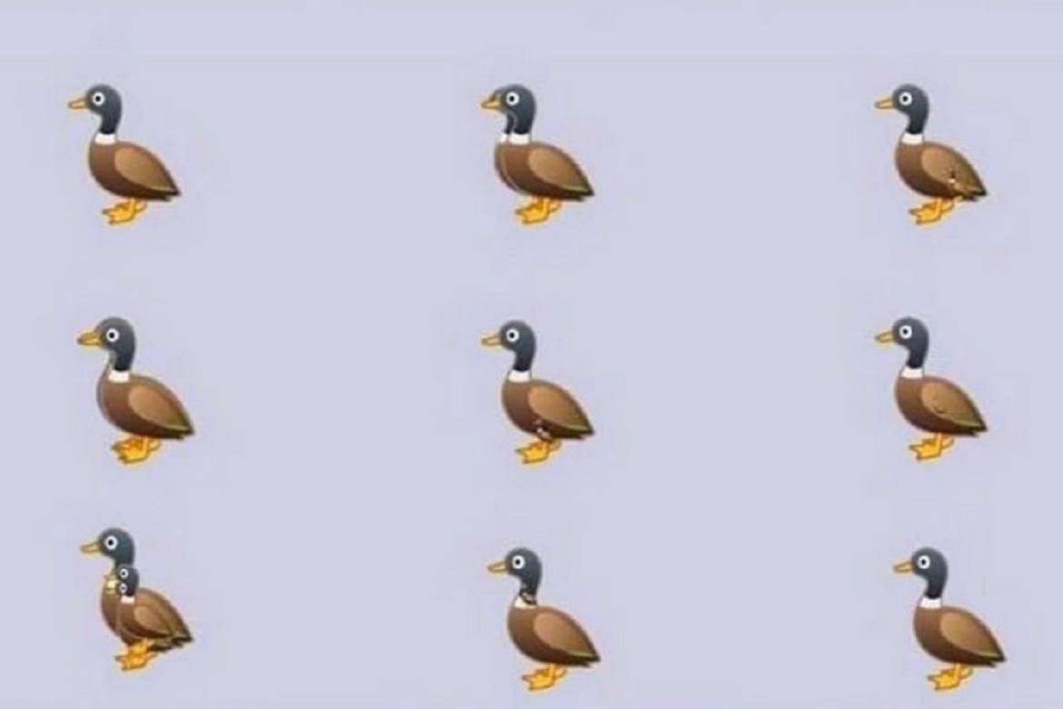  internet mozgalice koliko patki ima na slici prebrojte patke 