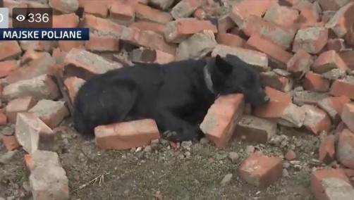  zemljotres u hrvatskoj pas cuva kucu 