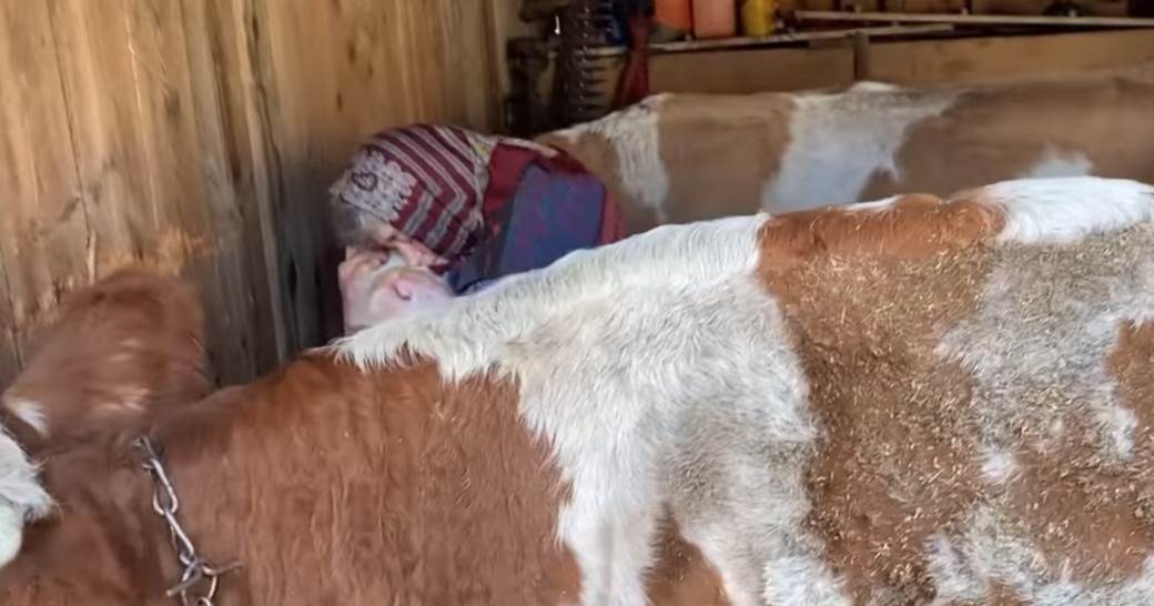  zemljotres hrvatska petrinja baba gli ljubi krave video snimak 