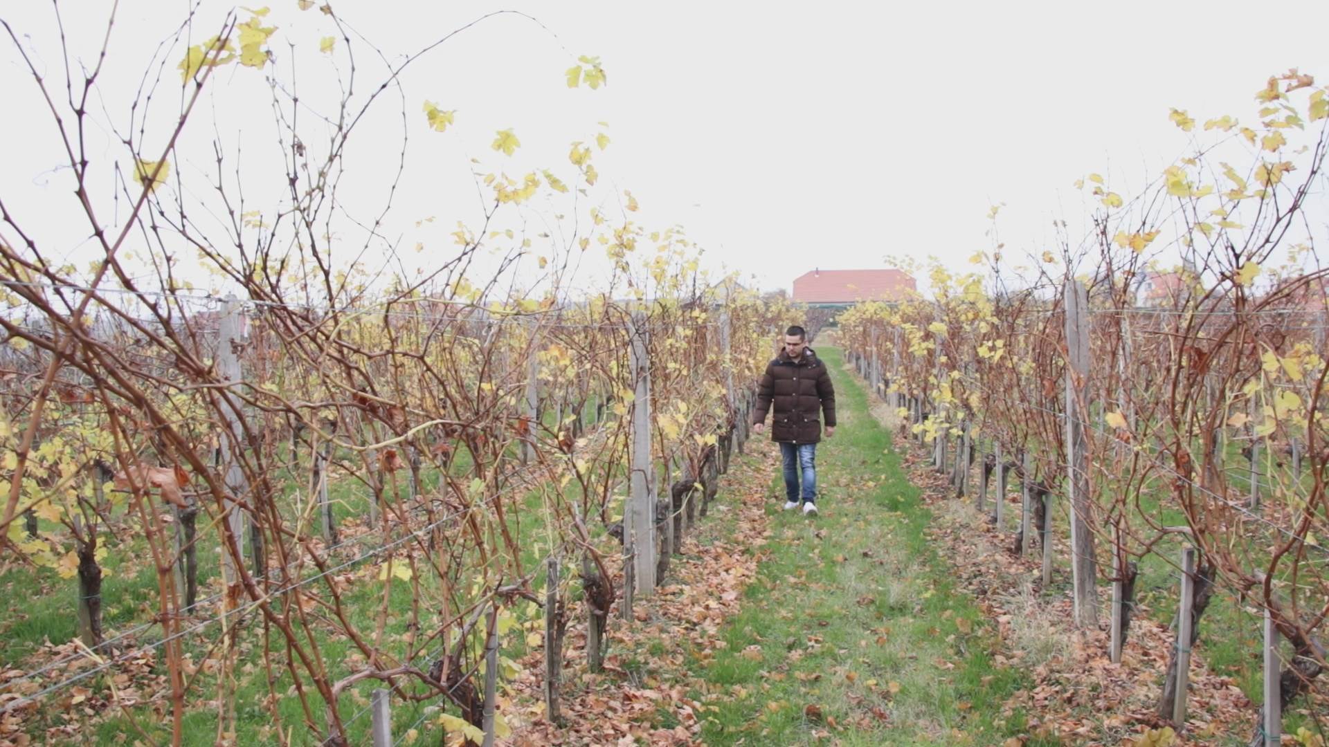  zarada u srbiji vinograd topola vinogradarstvo posao zarada 