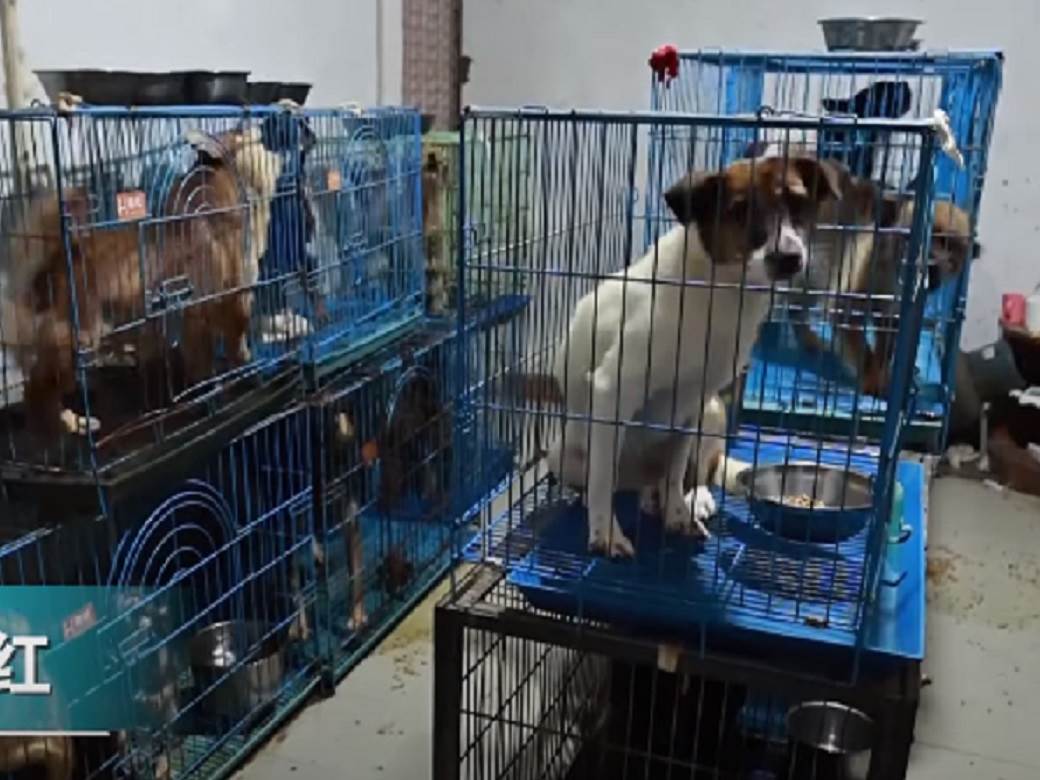  kina udomljavanje pasa zivotinje psi lutalice kavezi video 