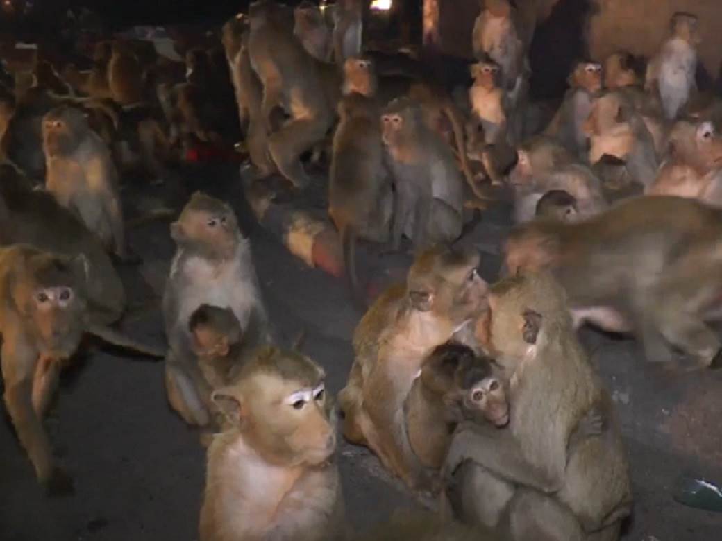  tajland praznik proslava majmuni zivotinje panika strah video 