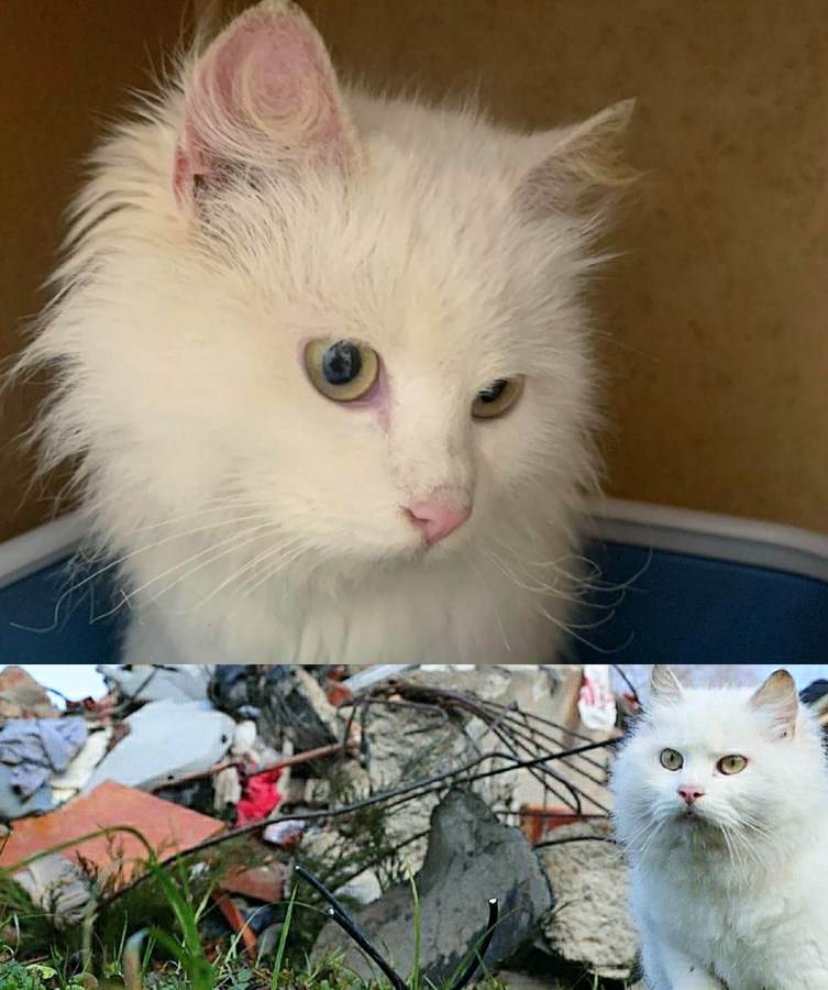  zemljotres hrvatska petrinja macka bela poginuli vlasnici sedi porusena kuca 