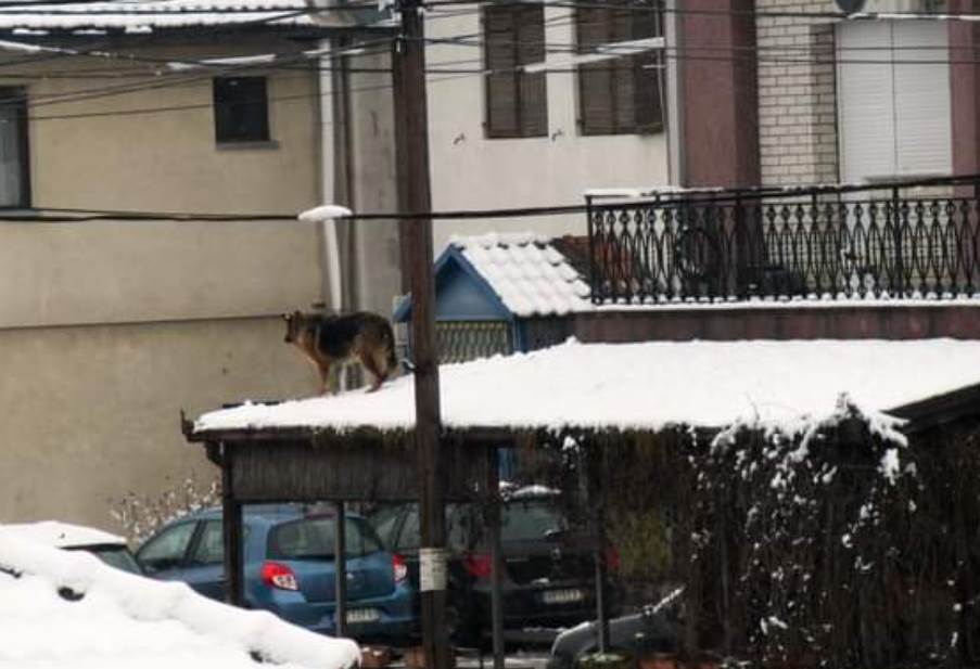  vucjak na krovu zgrade pas sneg 