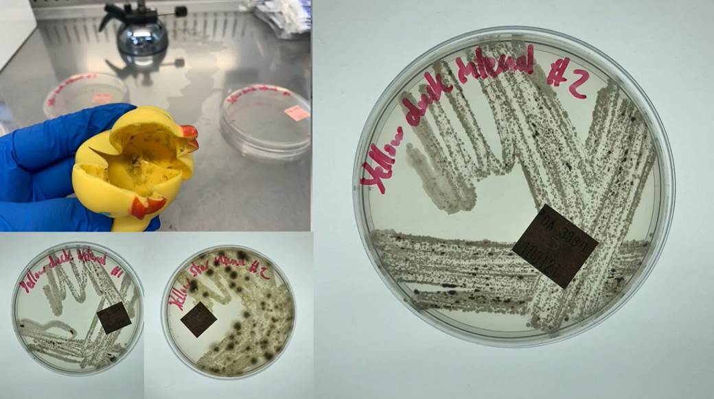  decje igracke gumene igracke pune bakterija 