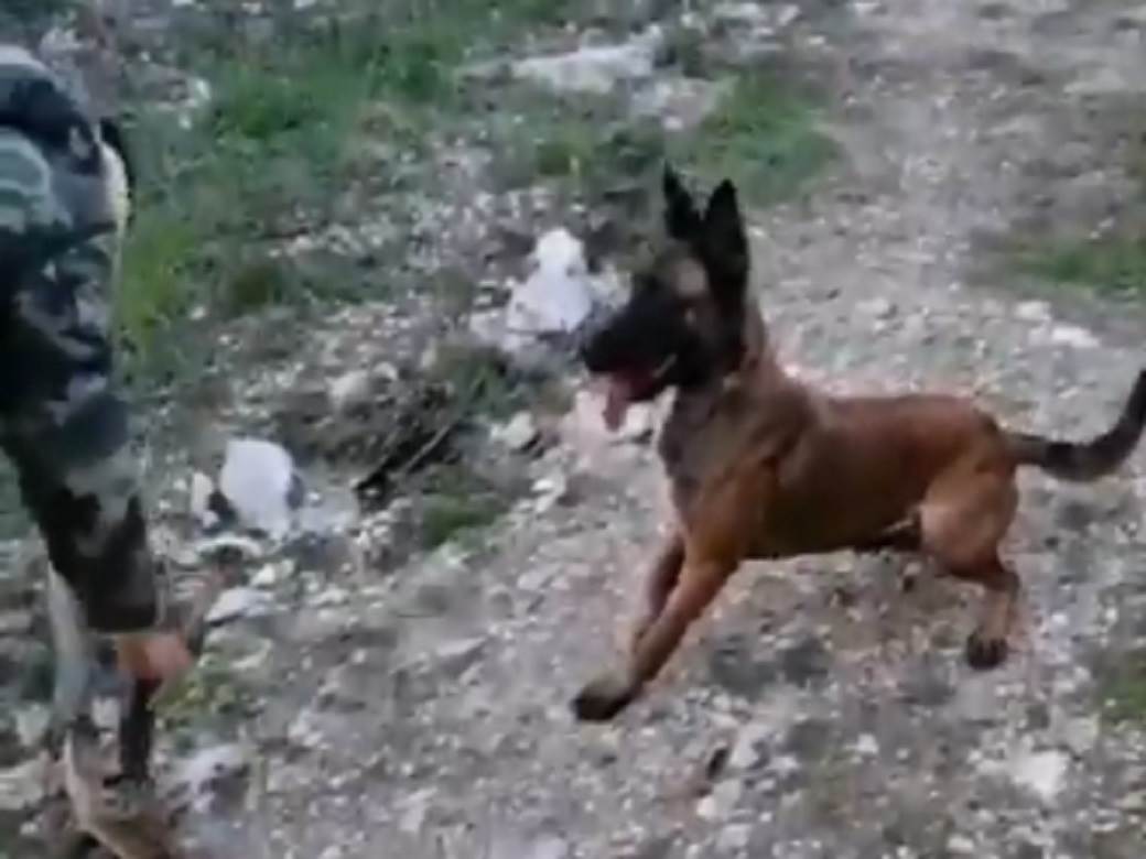  alis belgijski ovcar uginuo otrovan pas zemljotres hrvatska video 
