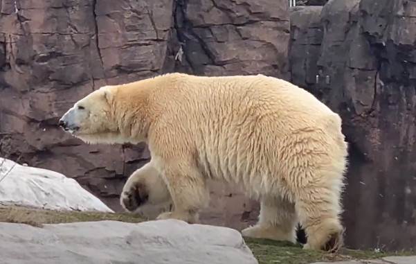  polarni medved ubio zenku parenje detroit zoo vrt 