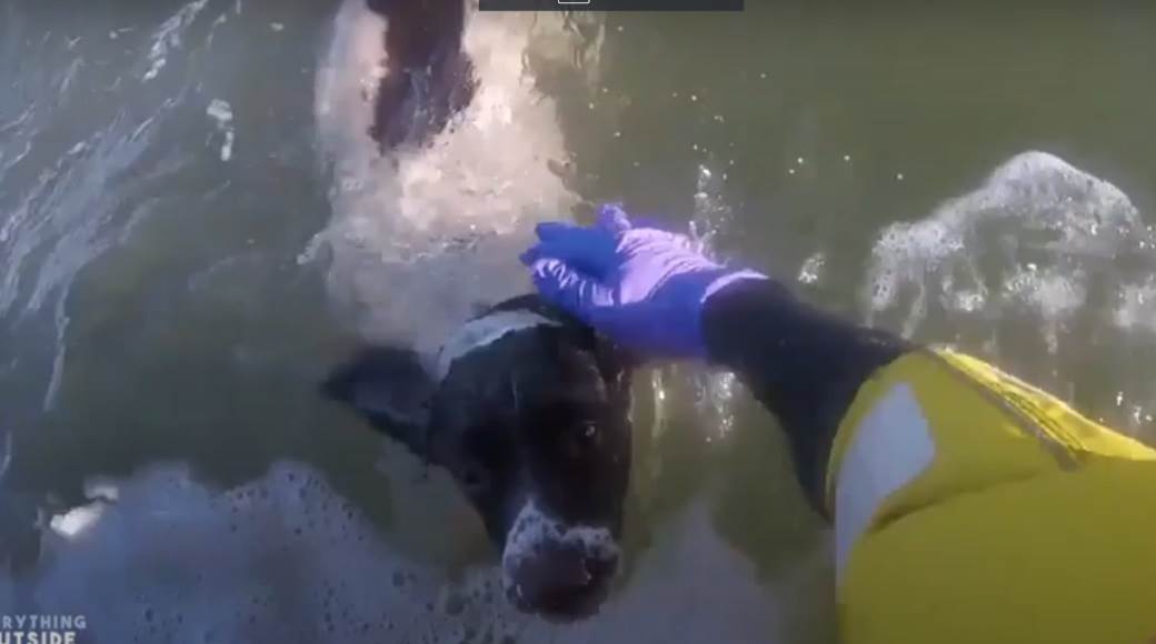  pas životinje mučenje grčka ubio psa u moru 
