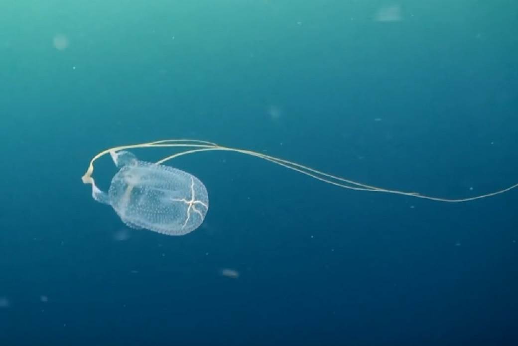  meduza ubila tinejdzera australija 