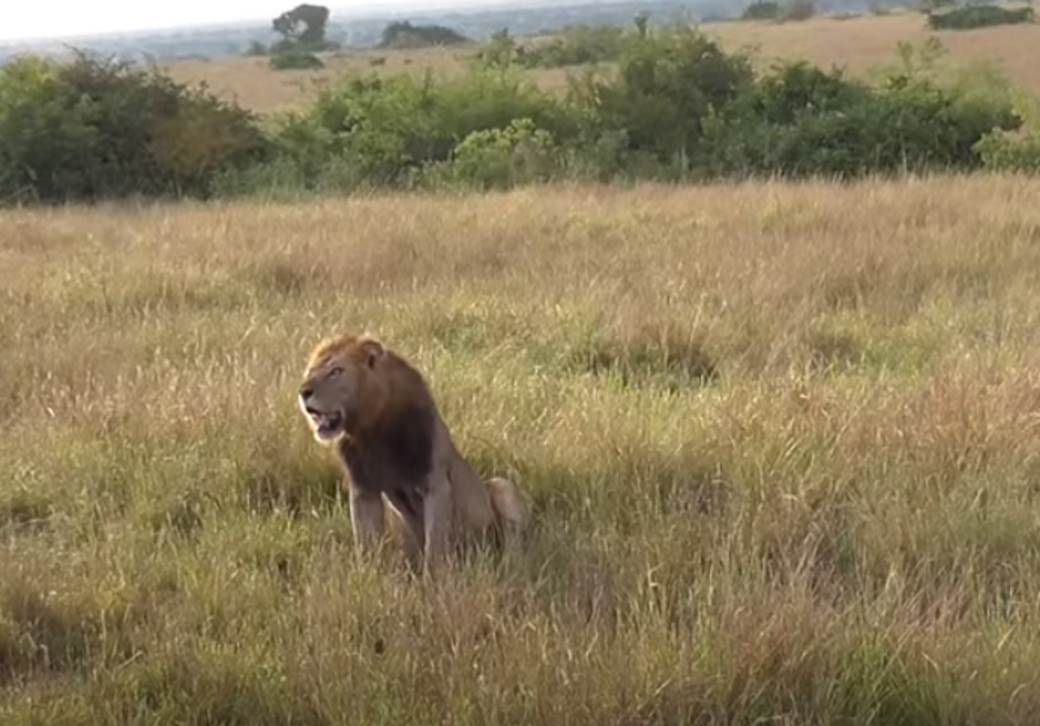  ubijeni lavovi u nacionalnom parku u ugandi 
